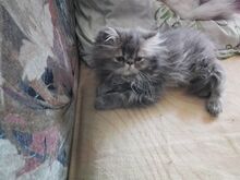 Персидские котята