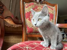 Британские котята