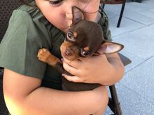 Chihuahua kutsikad