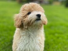 MALTIPOO EMANE KUTSIKAS