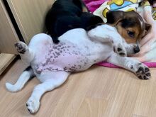 Beagli kutsikad