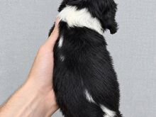 Cavalier King Charles spanjeli kutsikad!