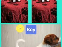 Jack Russell terjeri kutsikad