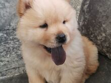 Chow chow kutsikad