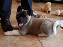 Akita kutsikad
