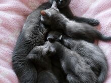 Голубые британские котята