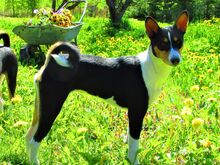 Basenji kutsikad