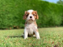 Cavalier King Charles Spanieli kutsikad