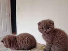 Scottish fold kittens