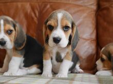 BEAGLE