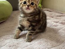 Scottish Fold/Straight kassipojad