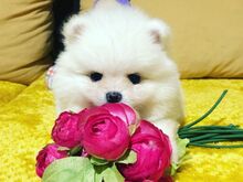 Pomeranian kutsikad
