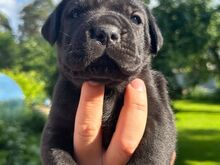 Cane Corso kutsikad