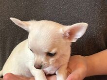 Chihuahua kutsikad