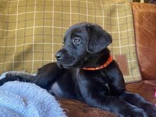 Labradori retriiver.
