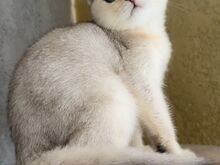 Scottish fold