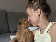 Registreeritud Maltipoo kutsikad otsivad uut kodu.