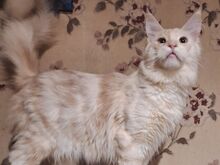 Maine Coon kassipojad