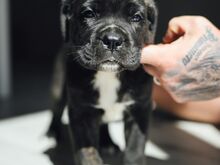 Cane Corso kutsikad