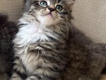 Beautiful Mine Coon Kittens ready