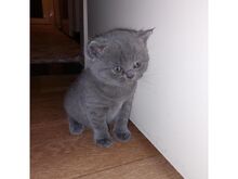 British Shorthair kittens