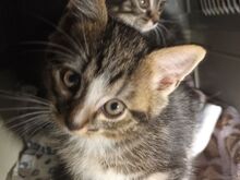 Милые котята ищут новый дом