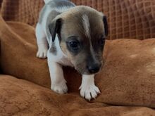 Jack Russell terjeri kutsikad