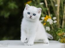 Eritingimustel sinisilmne Šoti tüdruk