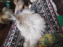 Персидские котята