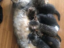 Котята