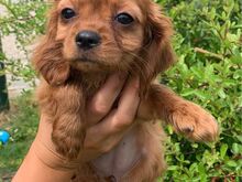 Cavalier King Charles Spanieli kutsikad