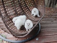 Pomeranian kutsikad