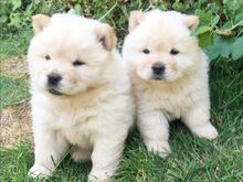 Chow chow kutsikad