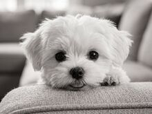 Malta Bichon