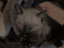 Сиамские котята