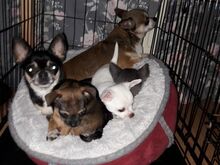 Chihuahua kutsikad