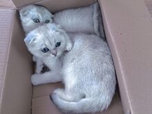 Scottish Fold kassipoeg