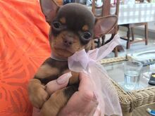Chihuahua kutsikad