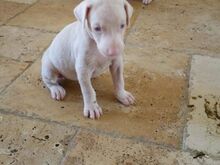 Ainulaadsed albiino dobermanni kutsikad.