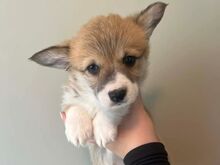 Wesh Corgi Pembroke