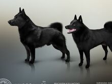 2-kuused Schipperke kutsikad