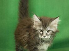 MAINE COON KASSIPOJAD
