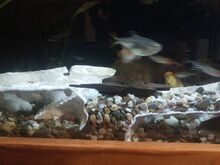 Akvaarium 126L