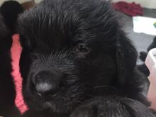 Newfoundlandi kutsikad