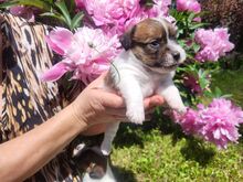 Jack Russelli terjeri kutsikapoiss (FCI/LKF)