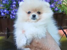 Pomeranian kutsikad