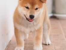 Jaapani shiba inu