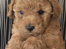 TOY POODLE