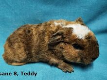 Tõu merisead - Teddy isased
