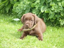 Labrador retriiver emane kutsikas saadaval